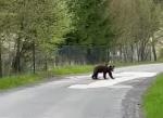 Výskyt medveďa hnedého - výzva k opatrnosti
